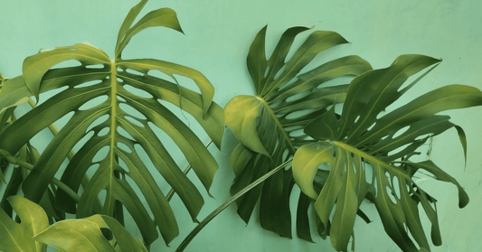 Aliexpress China - Top 10 Plantas Artificiales Que Sí Valen La Pena