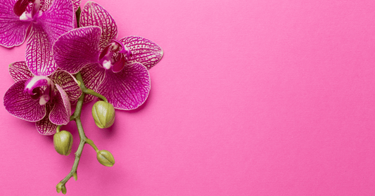 Cómo Cultivar una Orquídea en Casa - Con Productos de AliExpress Argentina